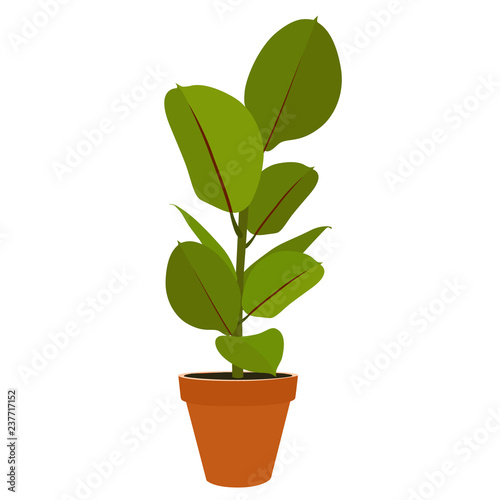 Houseplant Ficus potted plant