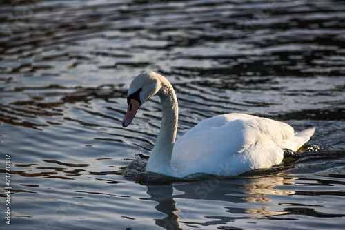 A swan floating on the lake. A portrait of a white swan.
