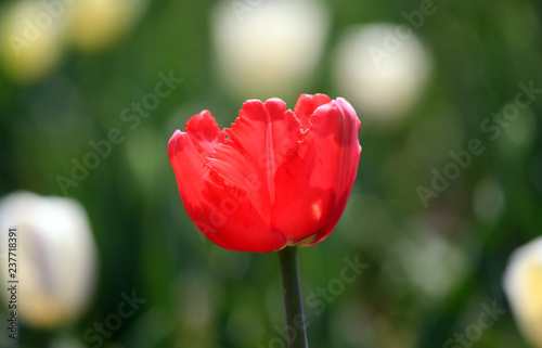 red tulip in the garden