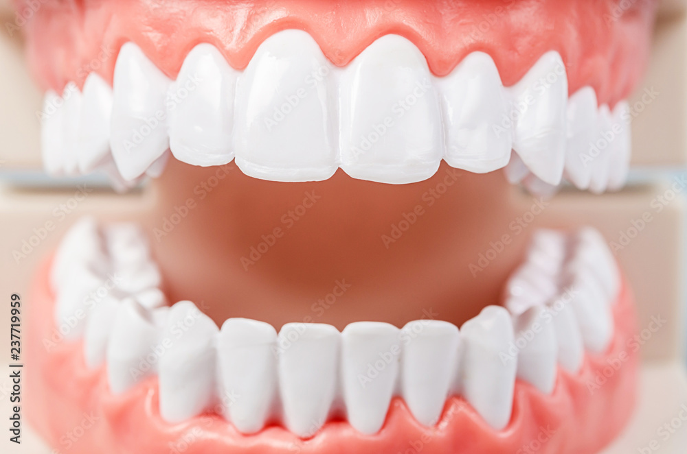 Fototapeta premium Dental tooth dentistry student learning teaching.