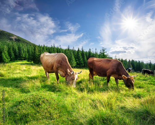 Fototapeta Naklejka Na Ścianę i Meble -  Cows on mountain pasture in green grass
