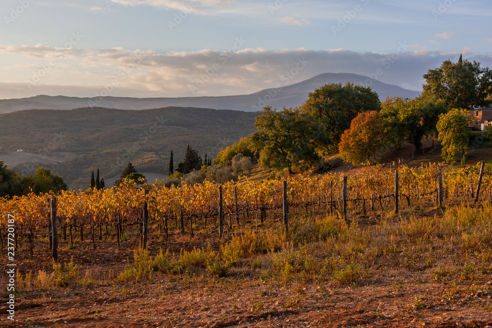 Fototapeta premium Magnificent view of picturesque autumn vineyards in the Tuscany region in warm morning sunlight, Italy