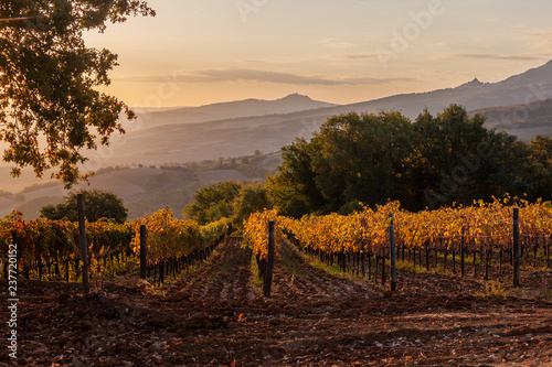 Magnificent view of picturesque autumn vineyards in the Tuscany region in warm morning sunlight, Italy