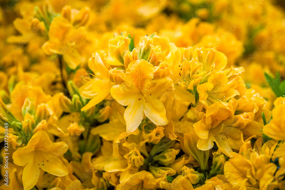 Blooming yellow flowers Blooming yellow flowers