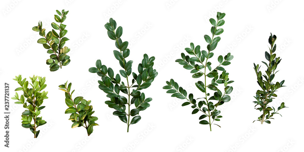 buxus sempervirens isolated on a white background - obrazy, fototapety, plakaty 