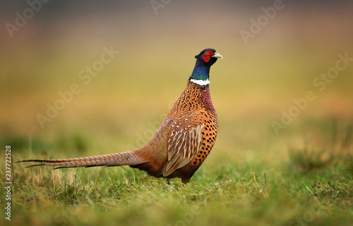 Ringneck Pheasant (Phasianus colchicus)