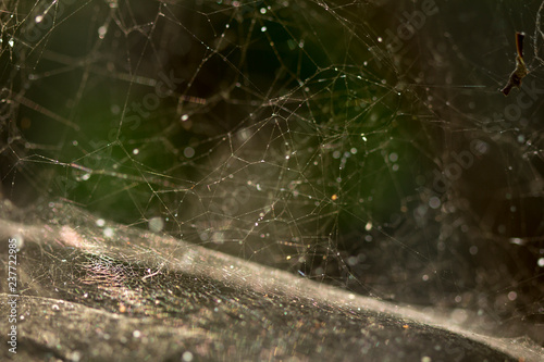 Spider web in garden. Close-up. Warm tone. Bright sunrise. Backgrounds, Texture.