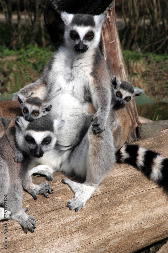 Ring-tailed Lemur, Lemur catta, the group is heated in the sun Ring-tailed Lemur, Lemur catta, the group is heated in the sun