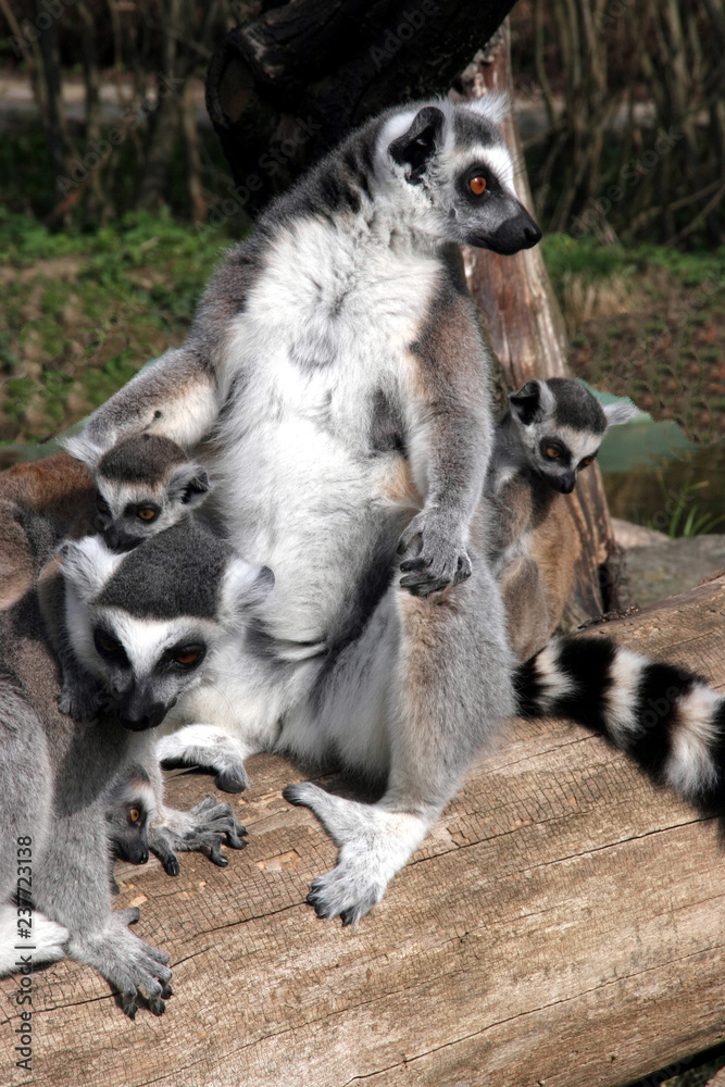 Obraz premium Ring-tailed Lemur, Lemur catta, the group is heated in the sun