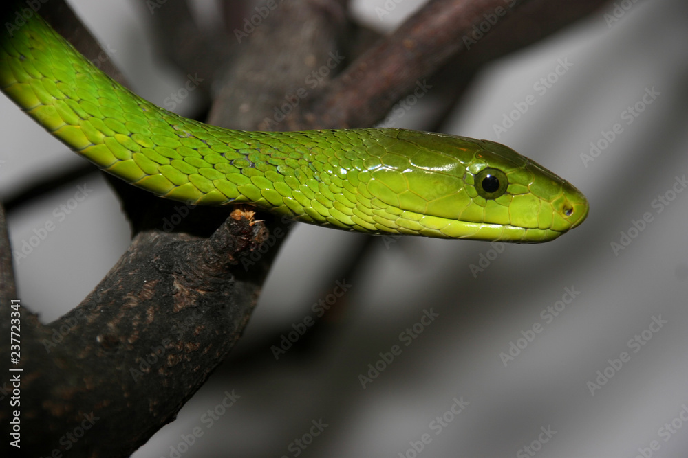 Portrait of Green mamba, Dendroaspis viridis Portrait of Green mamba, Dendroaspis viridis