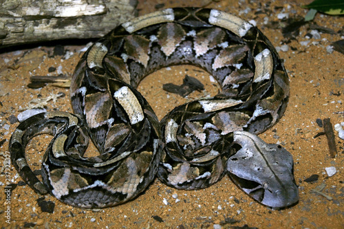 Gaboon viper, Bitis g. gabonica  is among the largest poisonous snakes photo