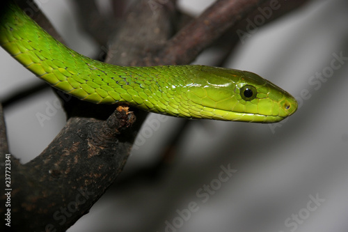 Portrait of Green mamba, Dendroaspis viridis