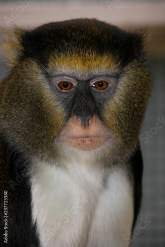 Portrait of male Campbell's monkey, Cercopithecus campbelli