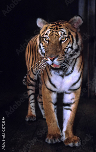 The most precious tiger, the South China tiger Panthera tigris amoyensis