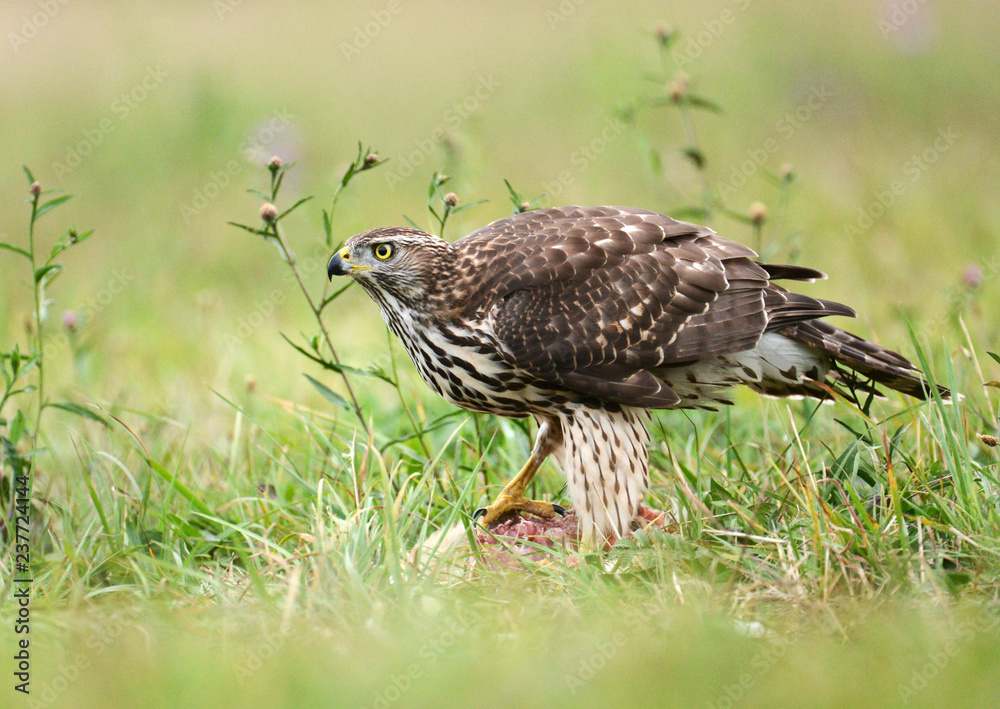 Obraz premium Northern goshawk (Accipiter gentilis)