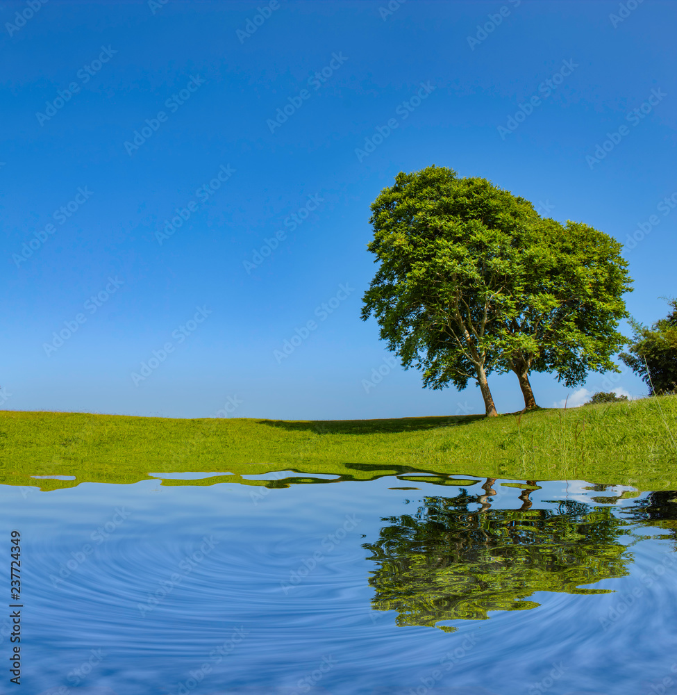 The reflection of trees and grass in the water on the bright sky.