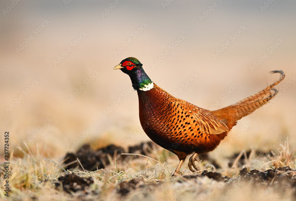 Fototapeta premium Ringneck Pheasant (Phasianus colchicus)