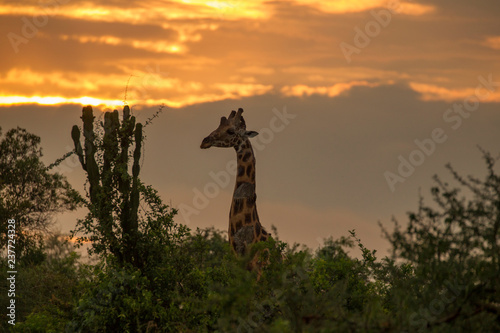 Rothschild's Giraffe (Giraffa camelopardalis rothschildi), Murchison Falls National Park, Uganda photo