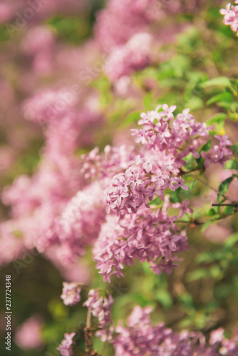 bush of flowering lilac