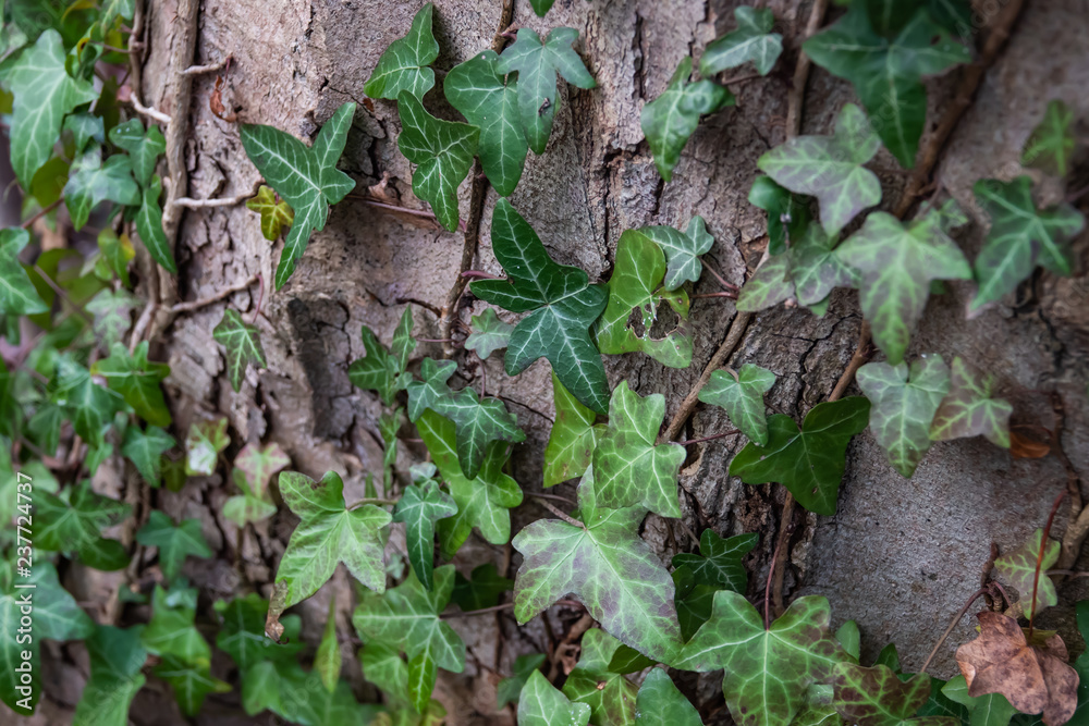 Ivy Plant Climbing Tree in Autumn Ivy Plant Climbing Tree in Autumn