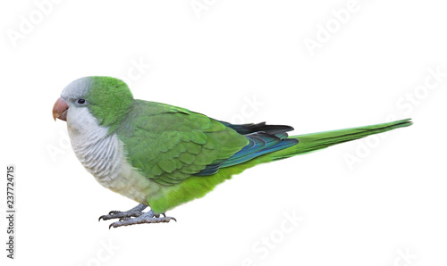 Monk parakeet (Myiopsitta monachus), isolated on White background photo