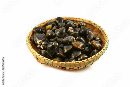 Shellfish such as clams isolated / Freshwater shell bivalve