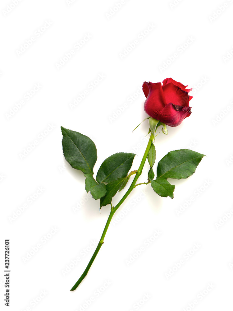Single beautiful red rose on white Single beautiful red rose on white