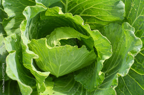 cabbage green vegetable on background fresh cabbage in farm field