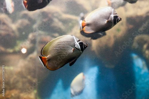 Redtail butterflyfish. Chaetodon collare fish swimming in aquarium photo