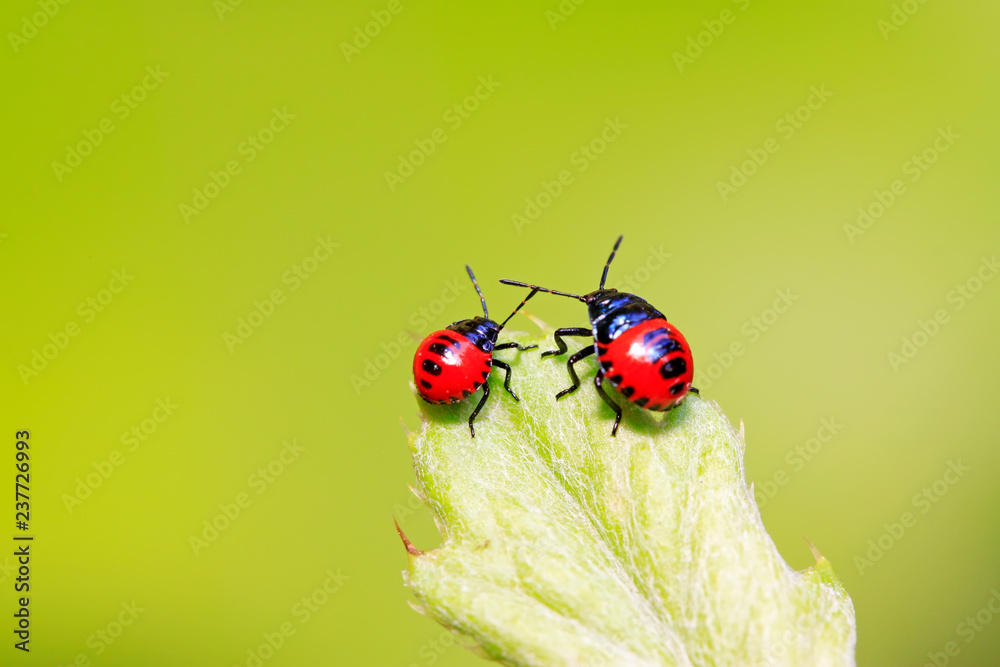Fototapeta premium Blue bugs on green plant