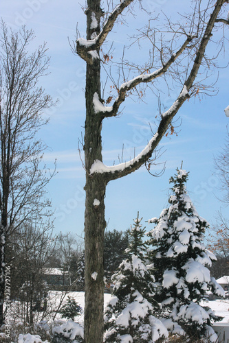 tree in winter