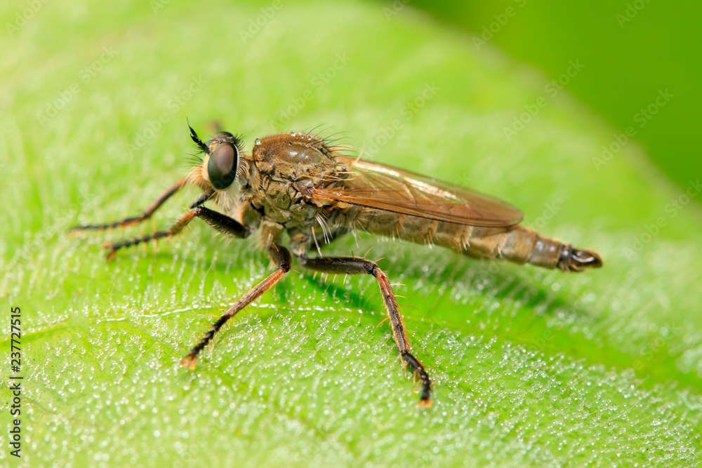 Obraz premium Asilidae on plant