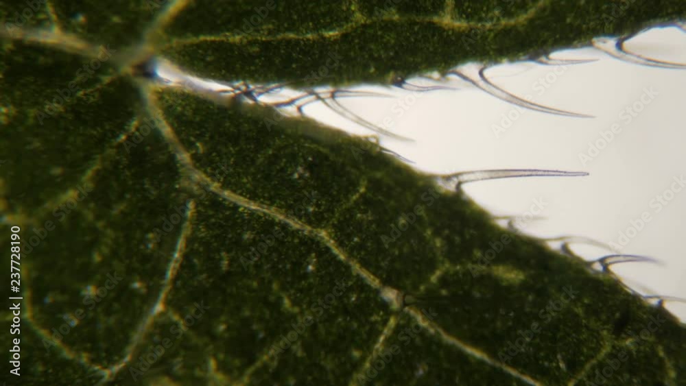 Nettle leaf under the microscope. Extreme close up of underside of