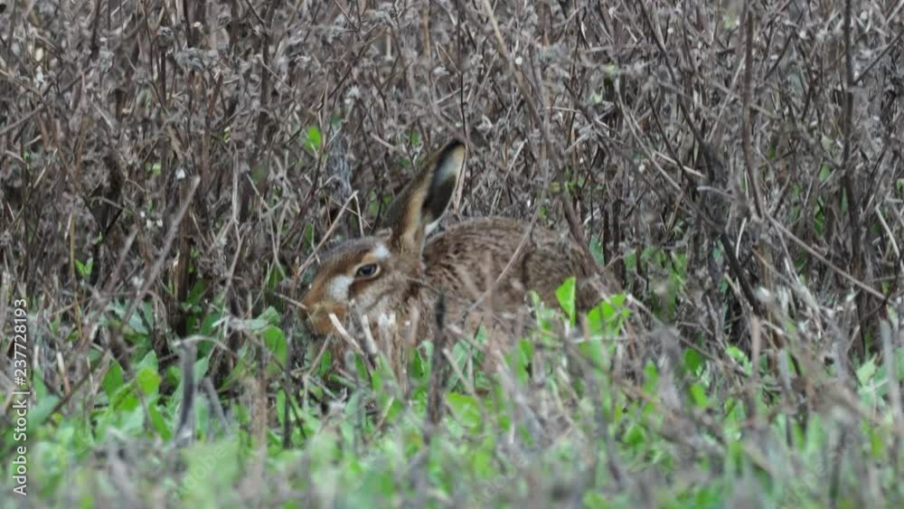 A European hare (Lepus europaeus) or brown hare hiding in long grass in a field A European hare (Lepus europaeus) or brown hare hiding in long grass in a field