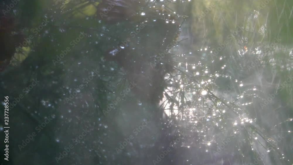 Slow motion of spray watering for sunny summer garden through wet defocused window. Panning of amazing abstract natural floral backdrop with vibrant play of light close up. High speed camera shooting. Slow motion of spray watering for sunny summer garden through wet defocused window. Panning of amazing abstract natural floral backdrop with vibrant play of light close up. High speed camera shooting.