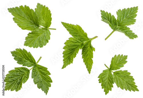 Raspberry Green leaves isolated on white