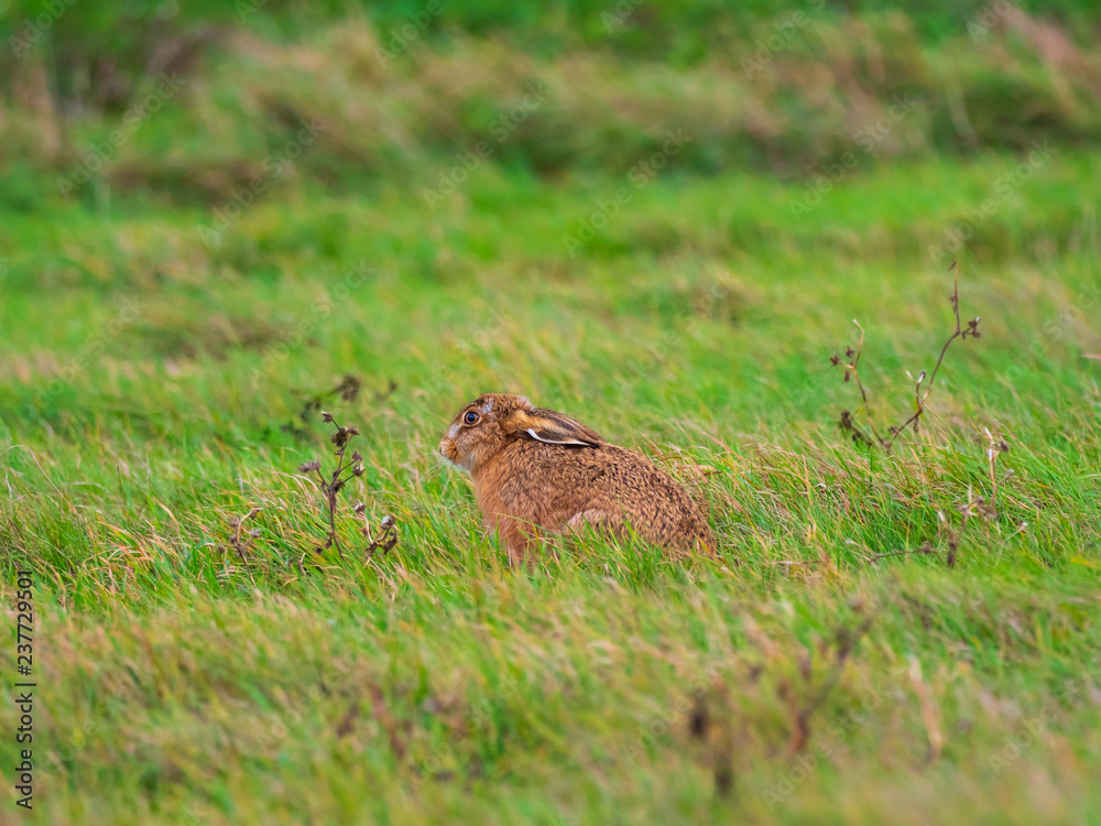 Fototapeta premium A European hare (Lepus europaeus) or brown hare hiding in long grass in a field