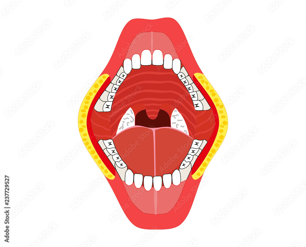 Obraz premium Oral – jaw