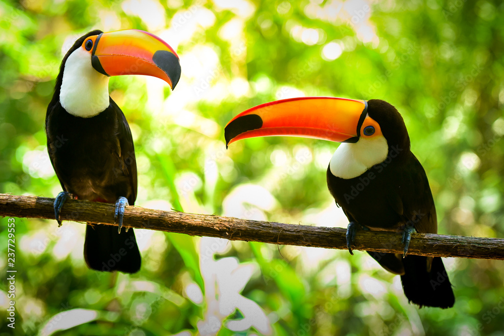Two Toco Toucan Birds on the Branch in the Forest Two Toco Toucan Birds on the Branch in the Forest