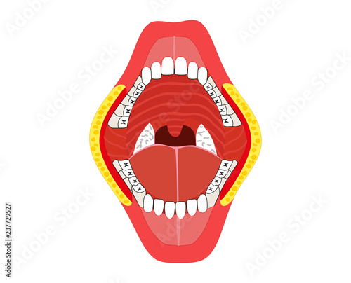 Oral – jaw