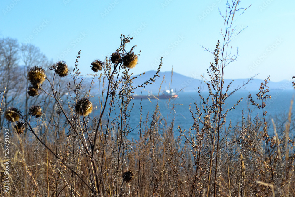 Obraz premium Far East, Sea of Japan, water surface, sea bottom, ships, rocks, mountains, horizon, autumn plants, tree silhouettes.
