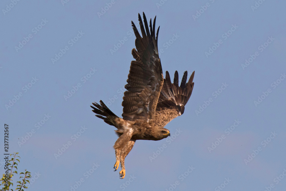Fototapeta premium lesser spotted eagle