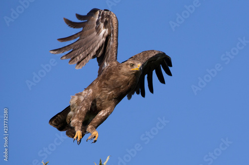  lesser spotted eagle