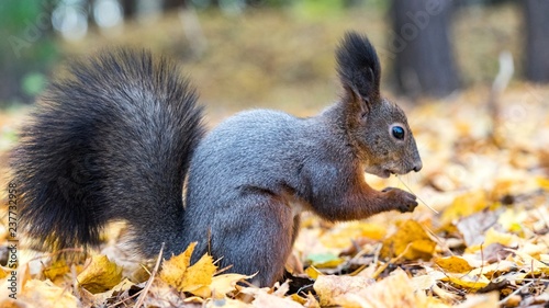 Close up Red squirrel eating nuts in the autumn forest