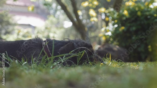 German Wire-haired Pointer Dog Resting in Garden photo