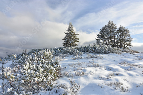 Freshly snow-covered alpine vegetation with mountain pines and a few trees under blue sky with clouds. Alps, Europe.
