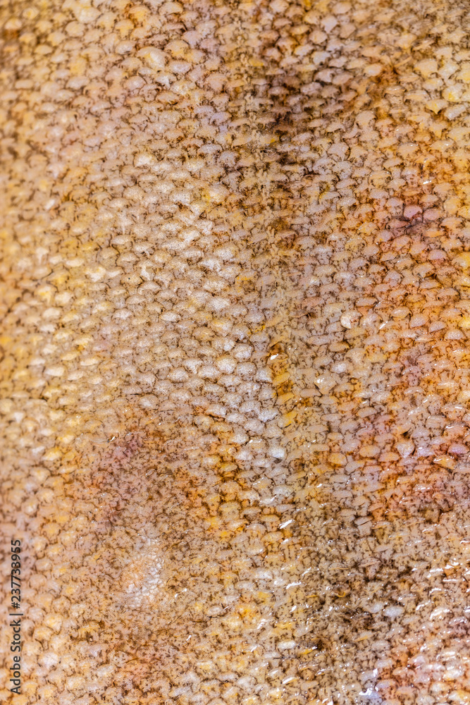 flounder fish scales texture closeup flounder fish scales texture closeup