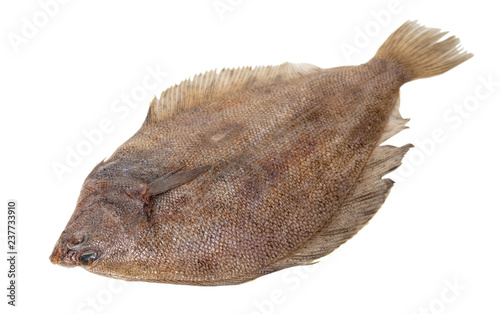 fresh raw fish flounder