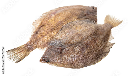 Fotografie, Obraz fresh raw fish flounder