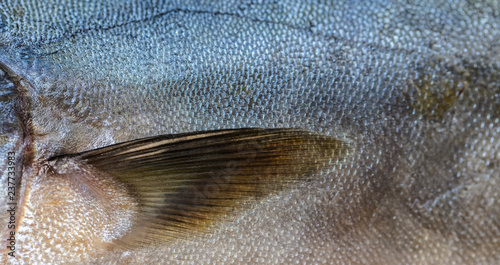 tuna fish scales closeup photo